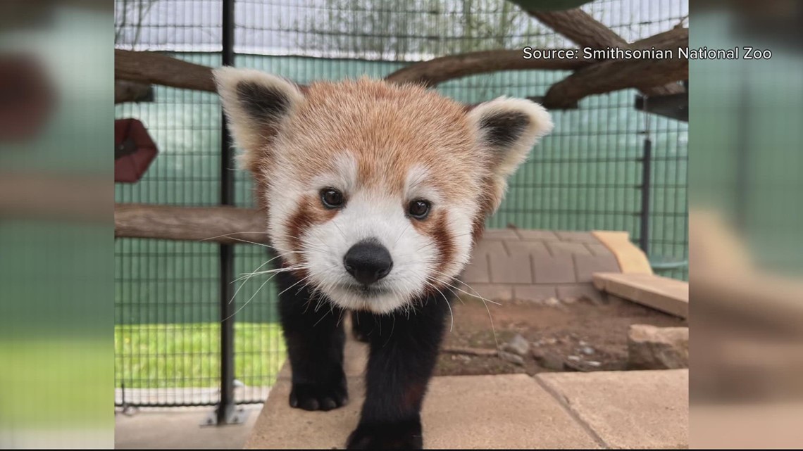 Smithsonian welcomes 3 red pandas to Front Royal conservation | wusa9.com