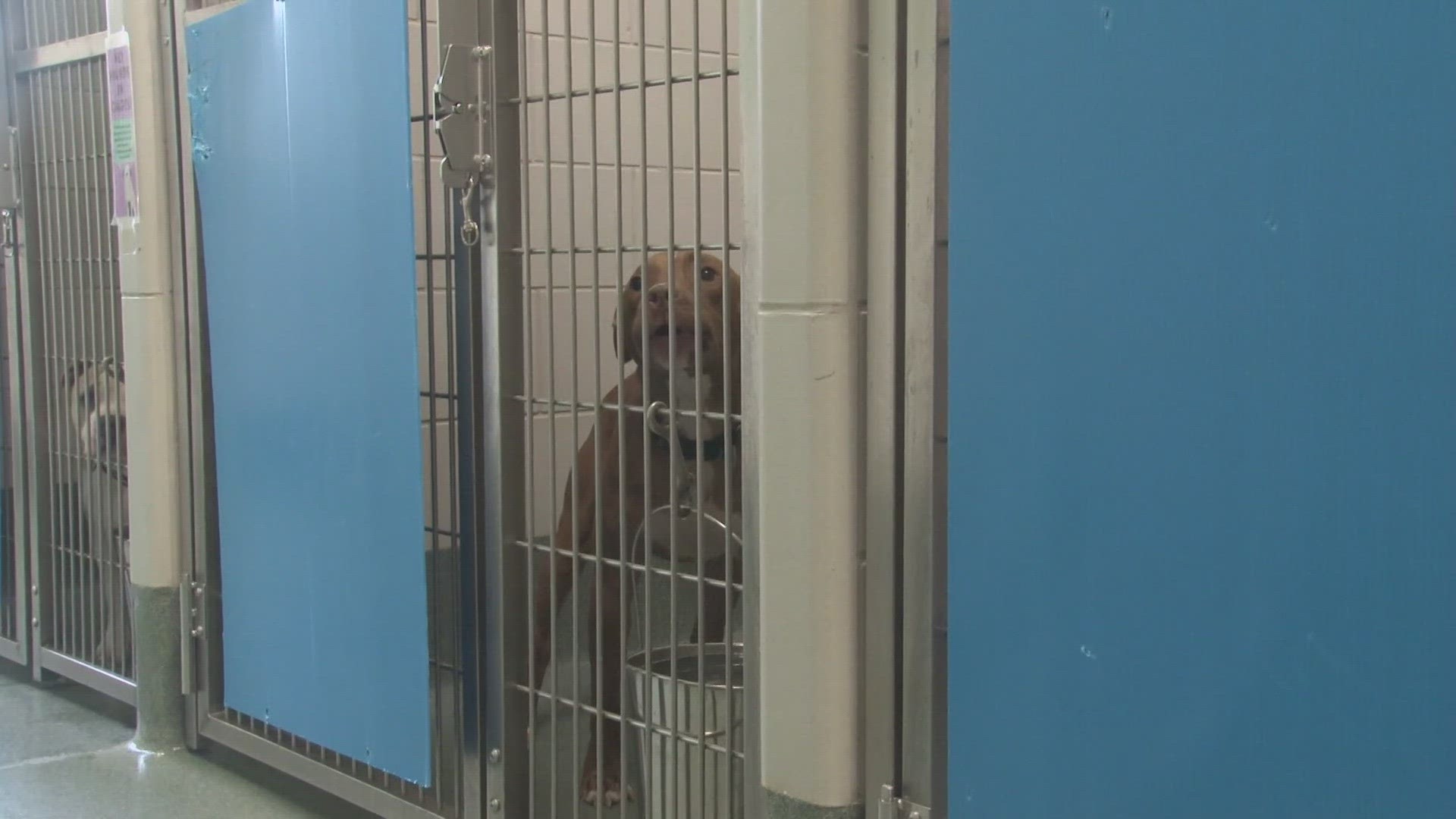 The shelter is waiving adoption fees to try to make room.