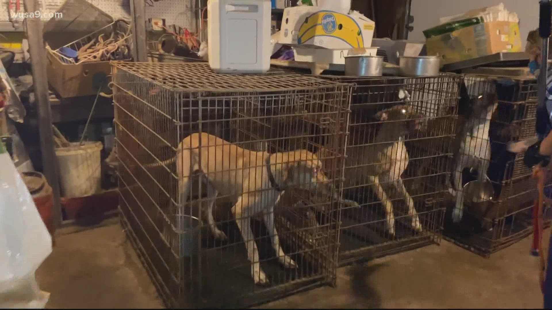 The Humane Rescue Alliance says there's evidence the man was breeding Great Dane puppies to sell them.