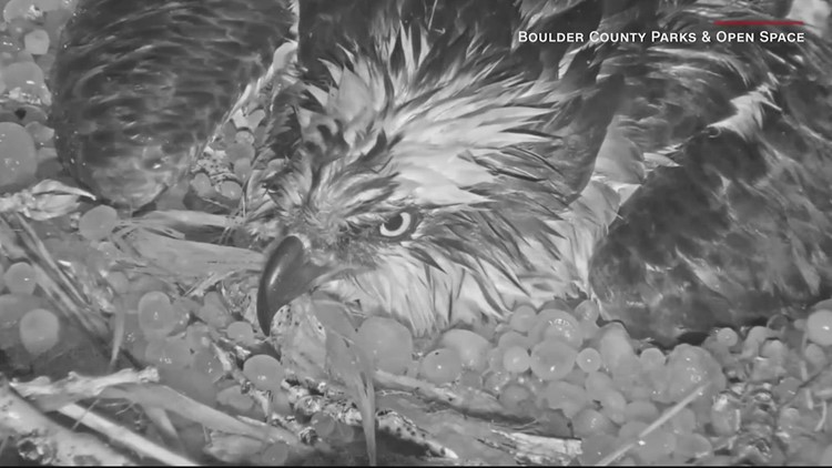 Colorado osprey mother pounded by hailstorm as she protects her eggs