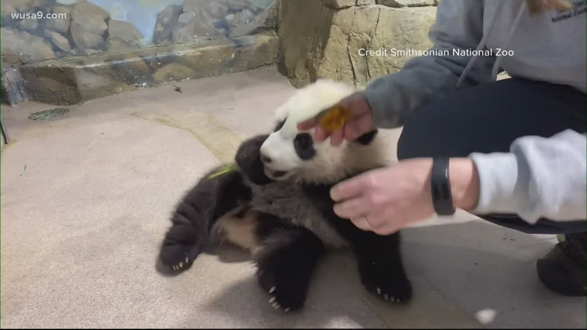 The National Zoo's newest star is ready for his closeup.