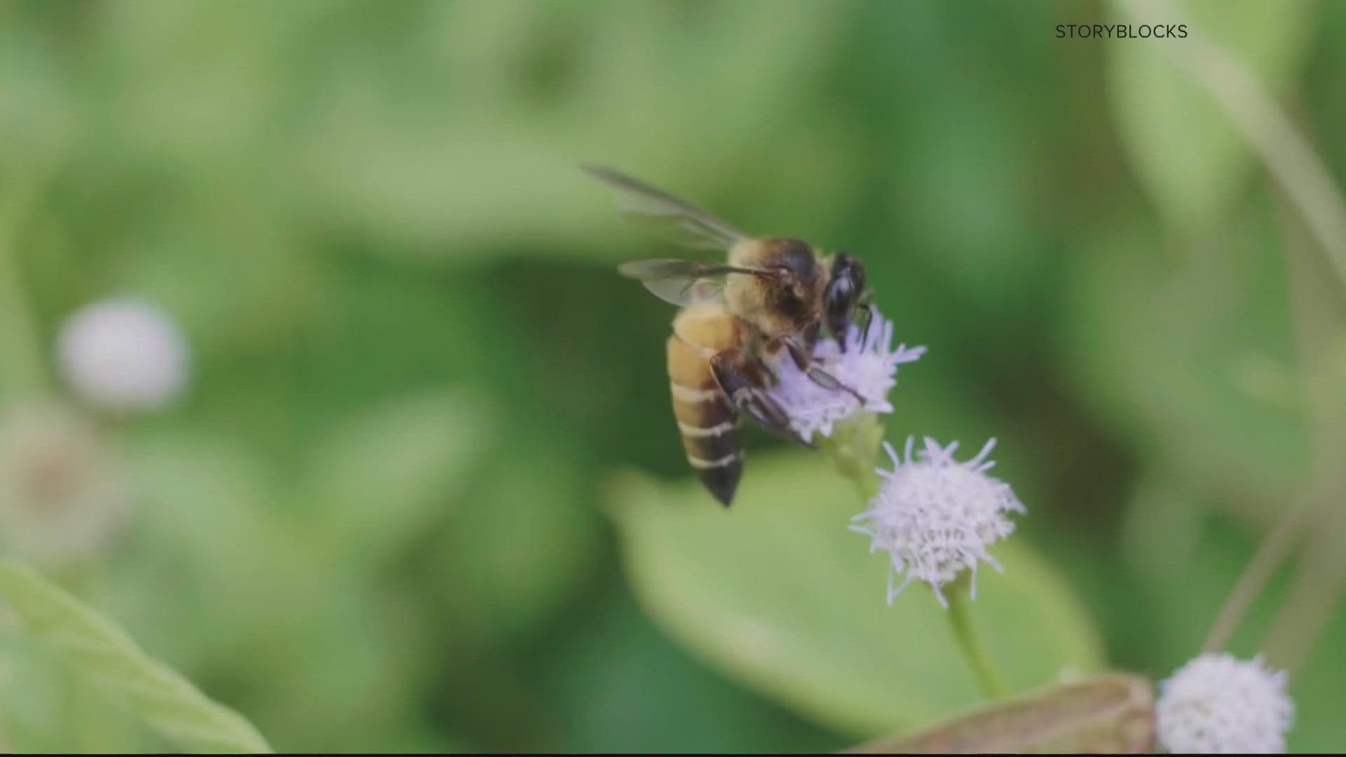 Here's What To Plant In Your Garden To Help Local Pollinators | Wusa9.com