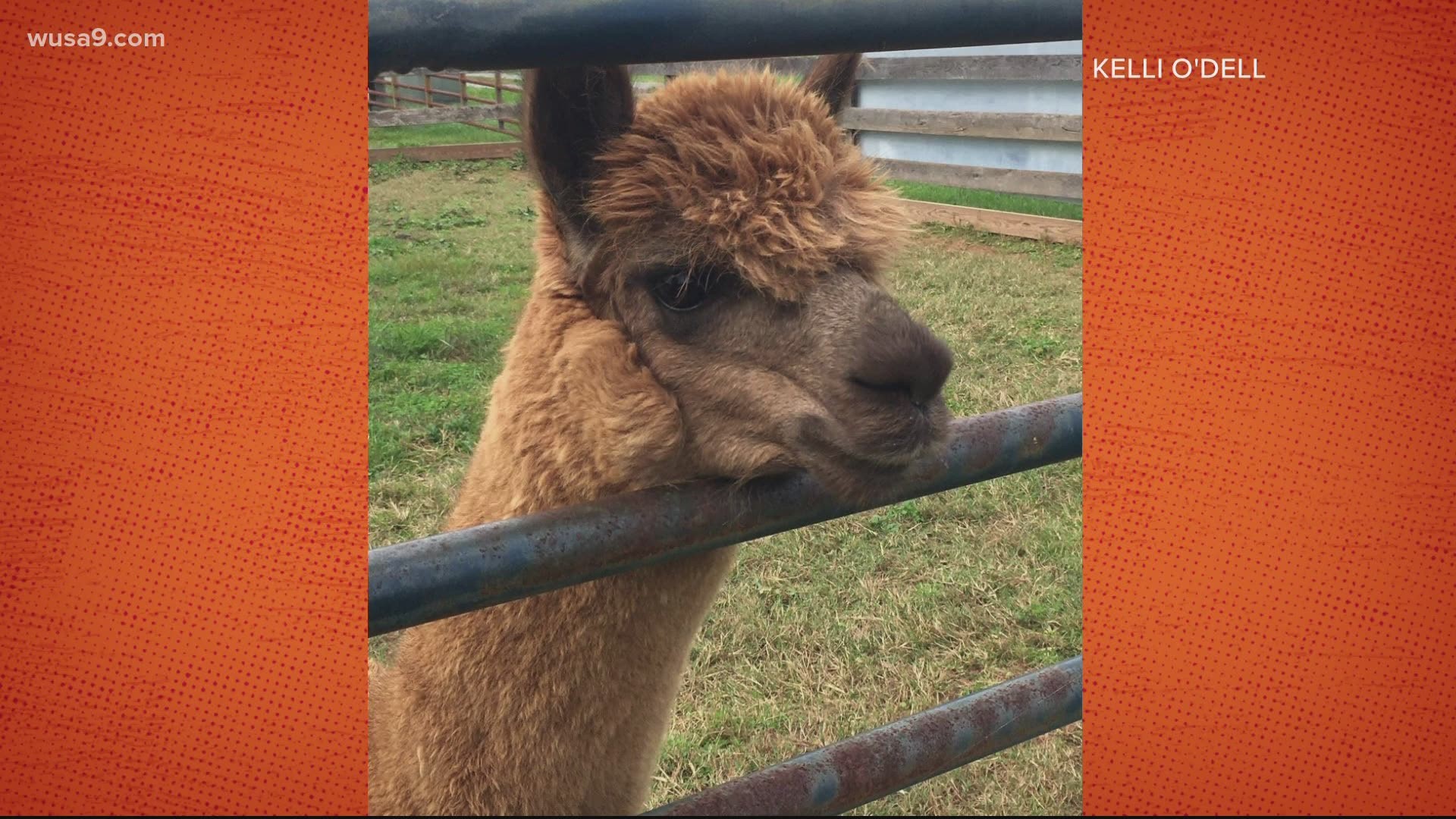 These alpacas are sure to improve your day!