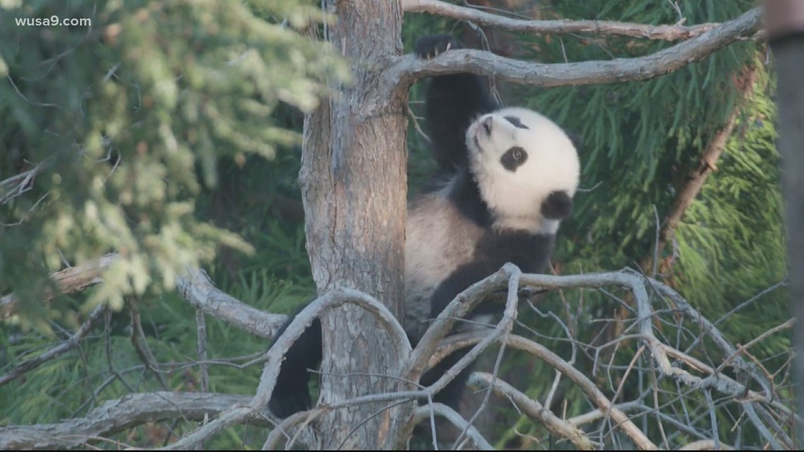 Giant panda cub learns to climb at National Zoo panda update - Vimarsana News