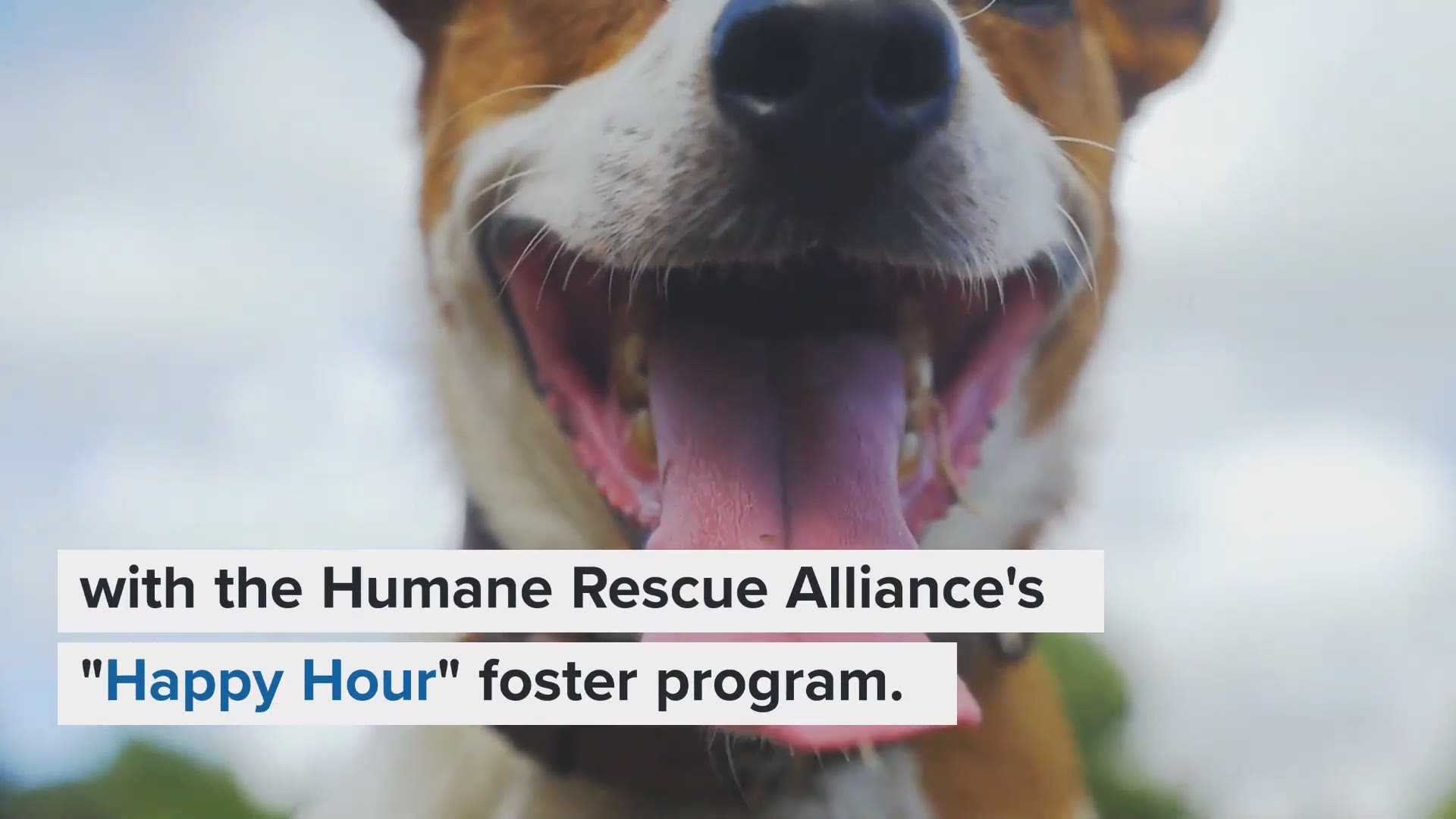The Humane Rescue Alliance has a new "Happy Hour" foster program.