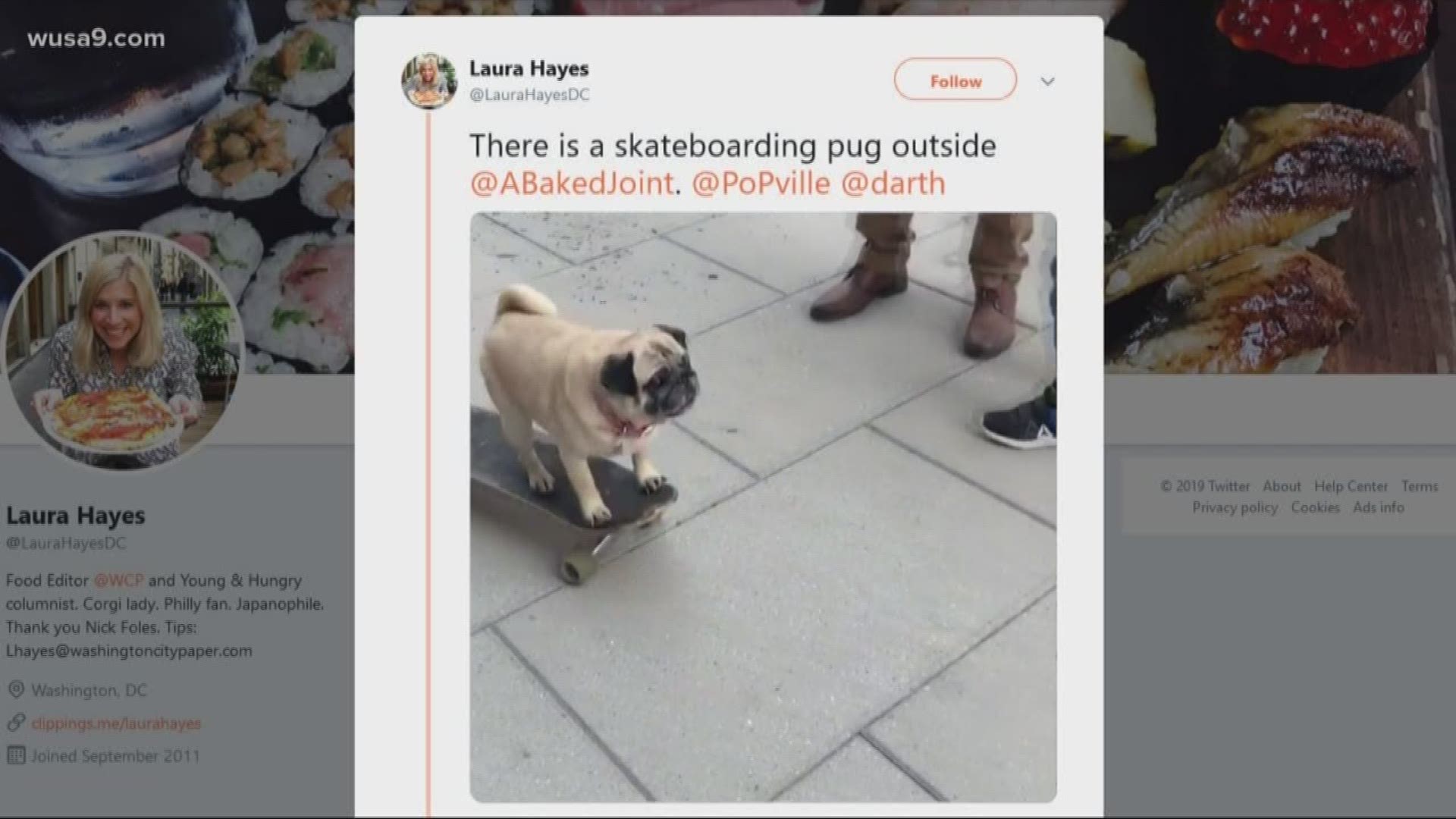 How awesome! This Pug knows how to skateboard. Only in DC would you see something like that.