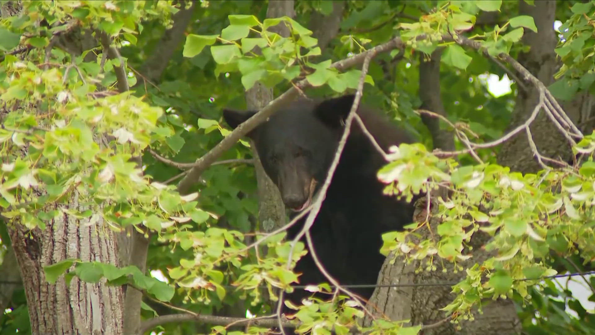 The bear climbed up a tree for several hours before climbing down and heading up another tree. 