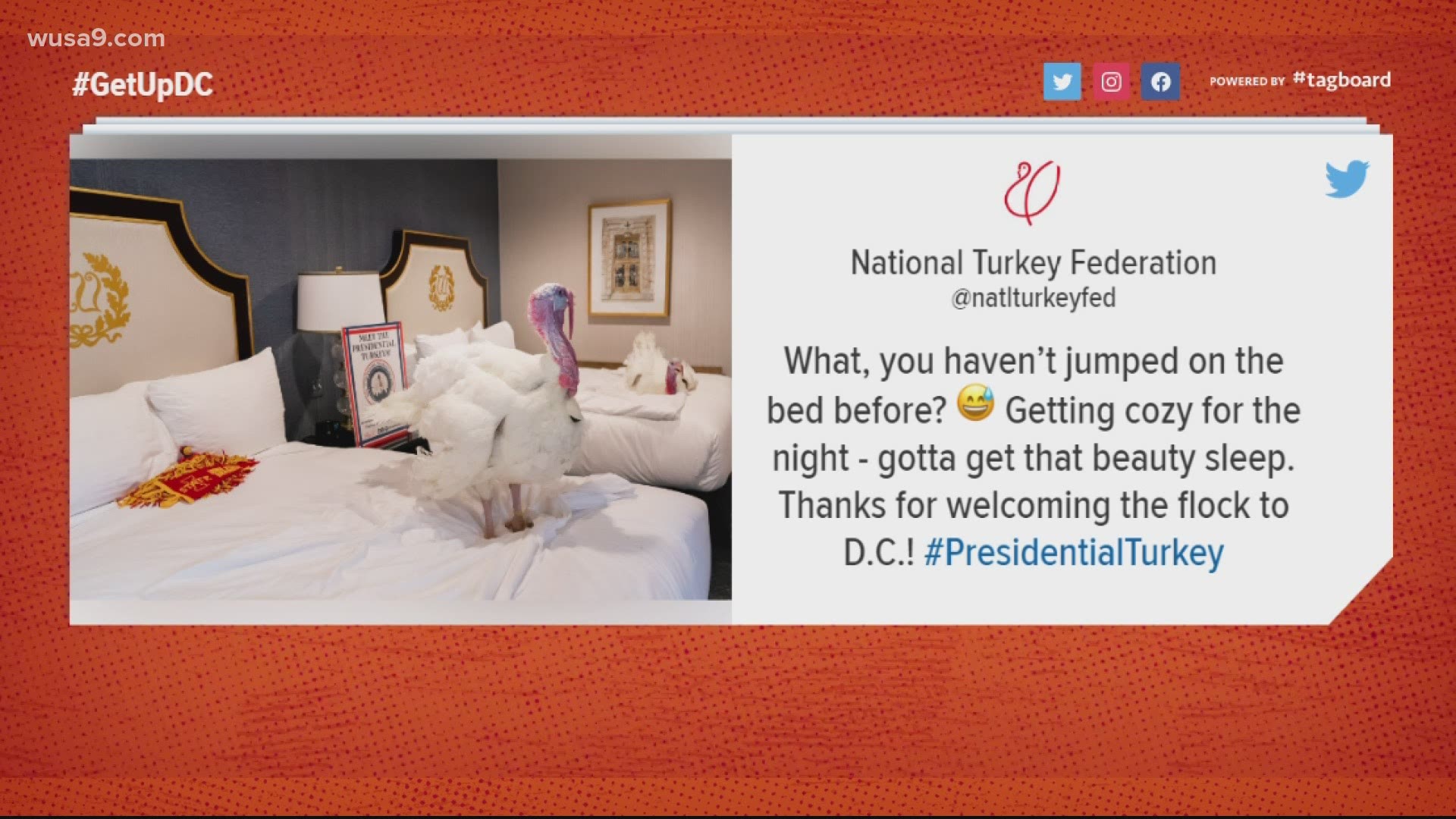 The two turkeys for the White House Turkey Pardon are officially in the District and are living it up at the Willard Hotel before their media debut.