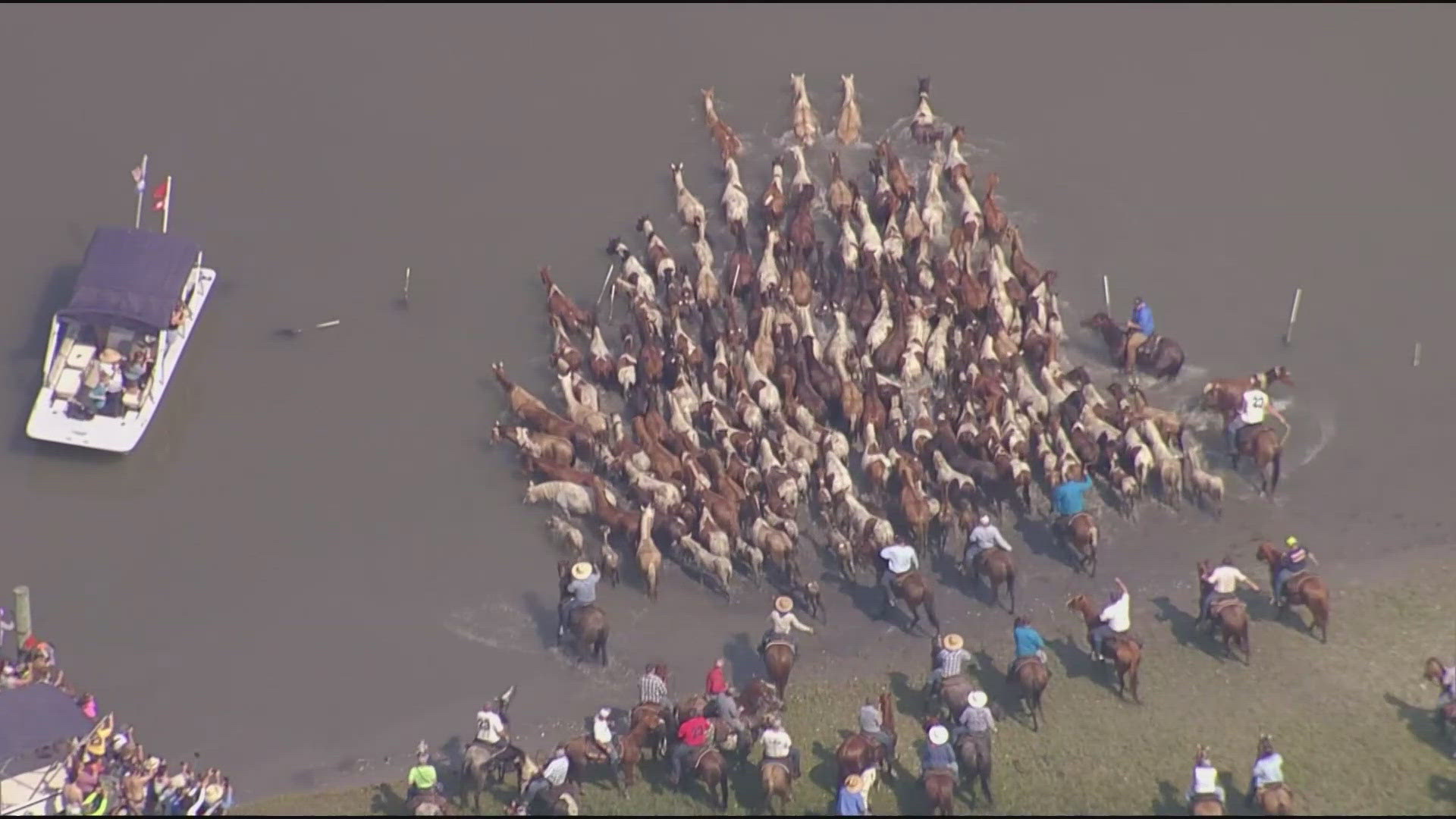 The famed wild ponies on the Eastern Shore swim from Assateague Island over to Chincoteague.