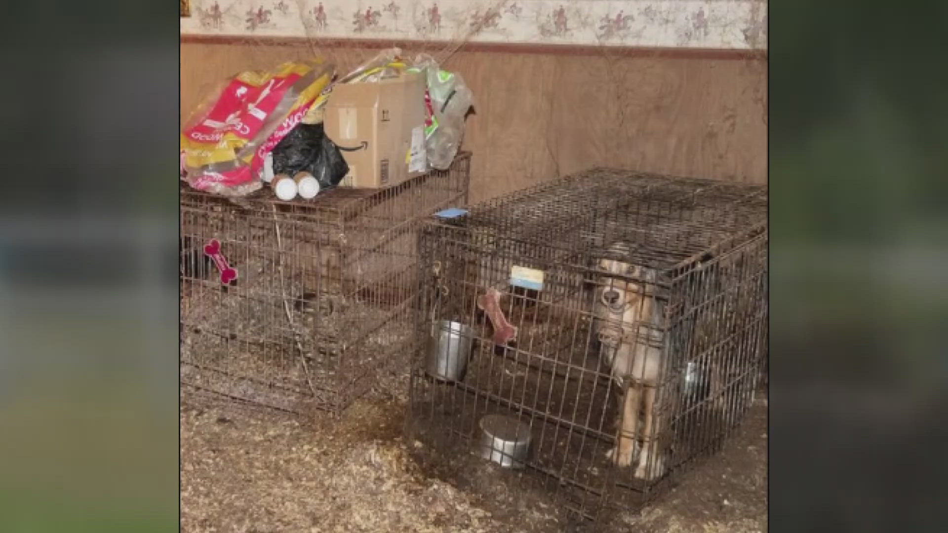 Animal services seized the dogs and five cats. Investigation into criminal charges has begun.