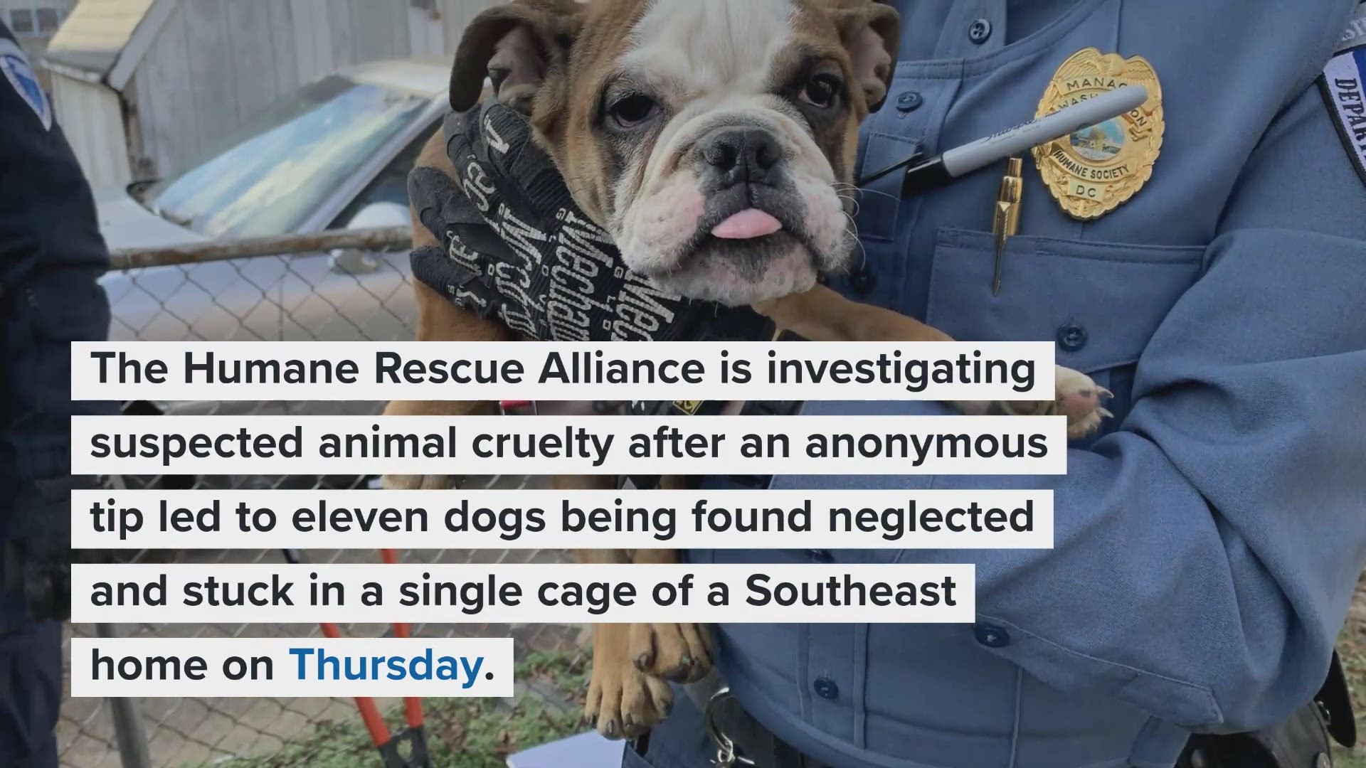 After an anonymous tip, the dogs -- which range from puppies to adults -- were found at a Southeast home Thursday. Now, the Humane Rescue Alliance is rescuing them.