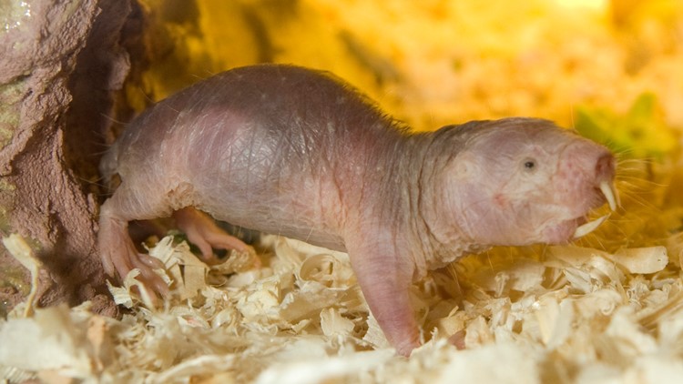 Naked mole-rat  Smithsonian's National Zoo and Conservation