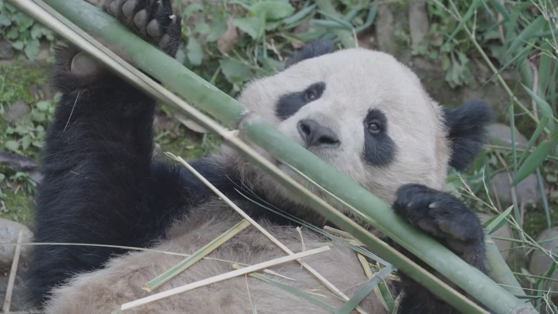 The zoo is busy preparing for XinBao and Yun Chuan's arrival. There will be a new expanded home for the pandas.