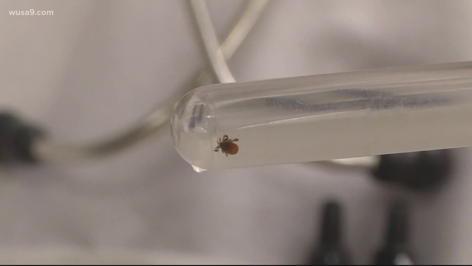 Experts are concerned because ticks carry Lyme disease.