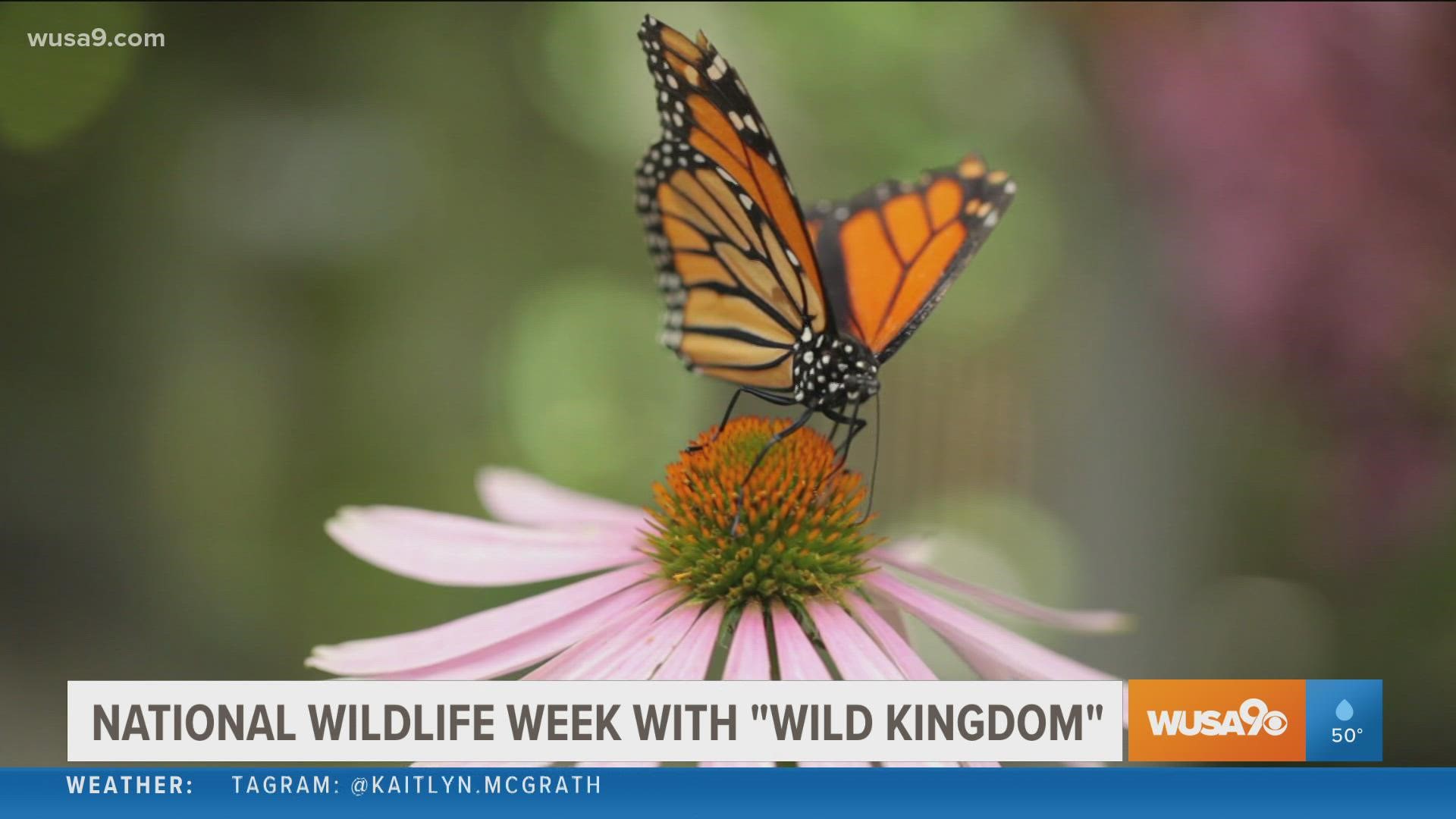 During National Wildlife Week with "Wild Kingdom" experts explain why it's important to protect and enjoy our wildlife neighbors.