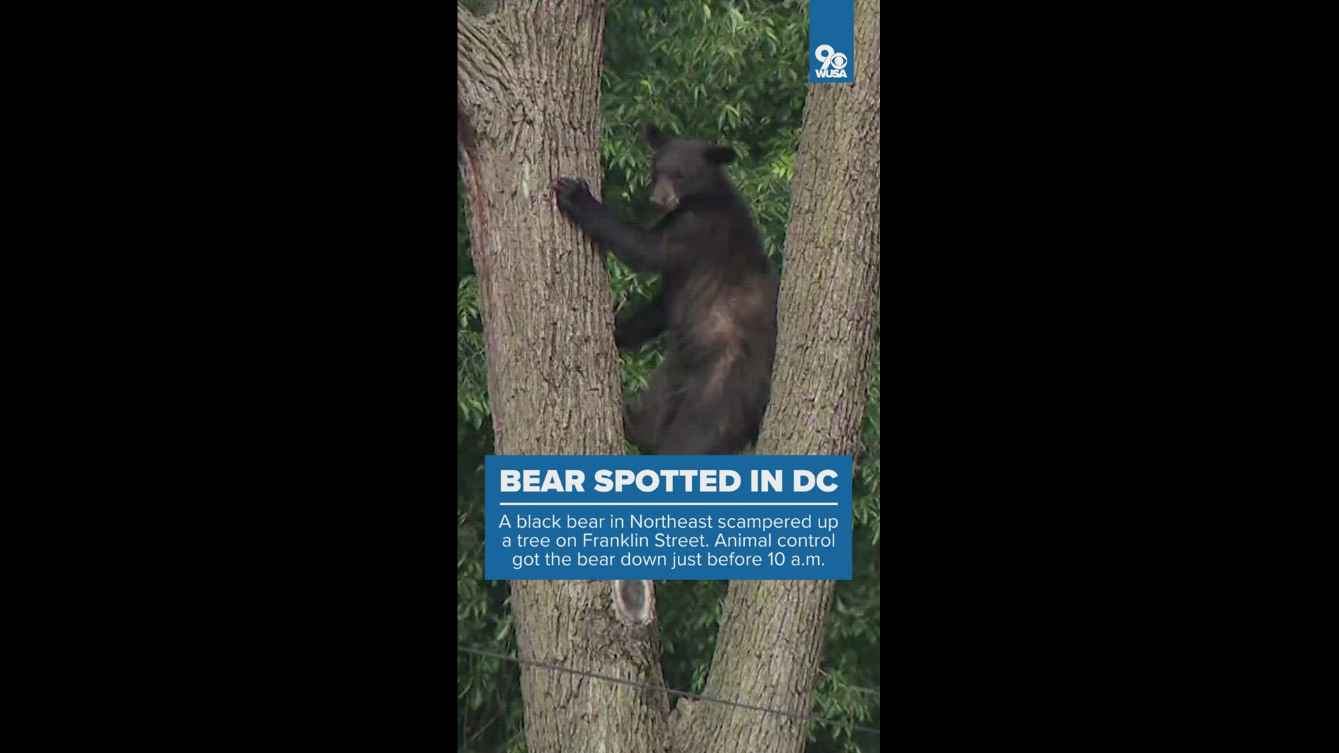 The bear spent hours up a tree on Franklin Street in Northeast Friday morning.