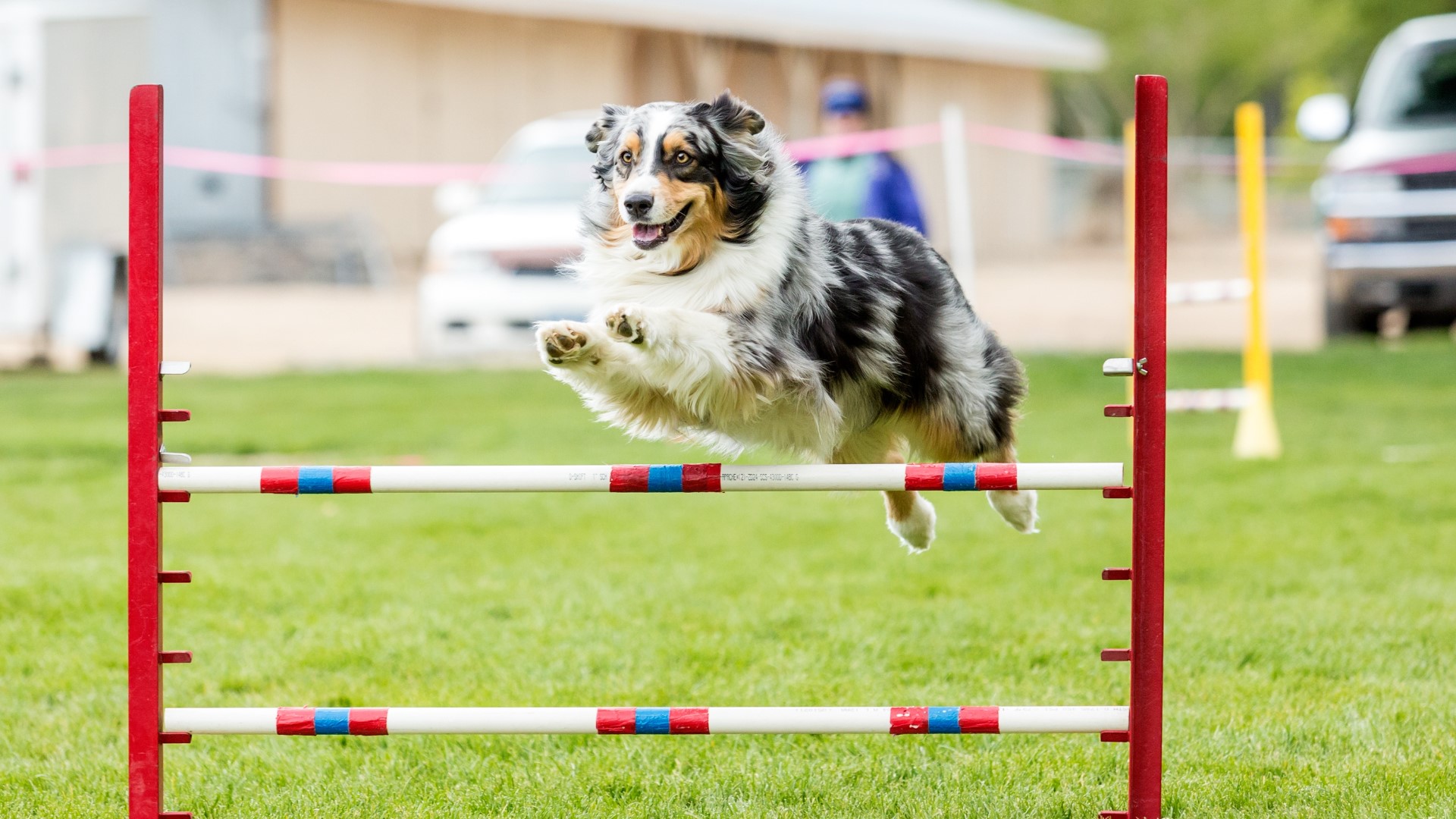 Sponsored by: PGC Parks & Recreation. 'The Fast & The Furriest Doggie Olympics' in Prince George's County this Saturday, Sept. 16th at Berwyn Heights Community Ctr.