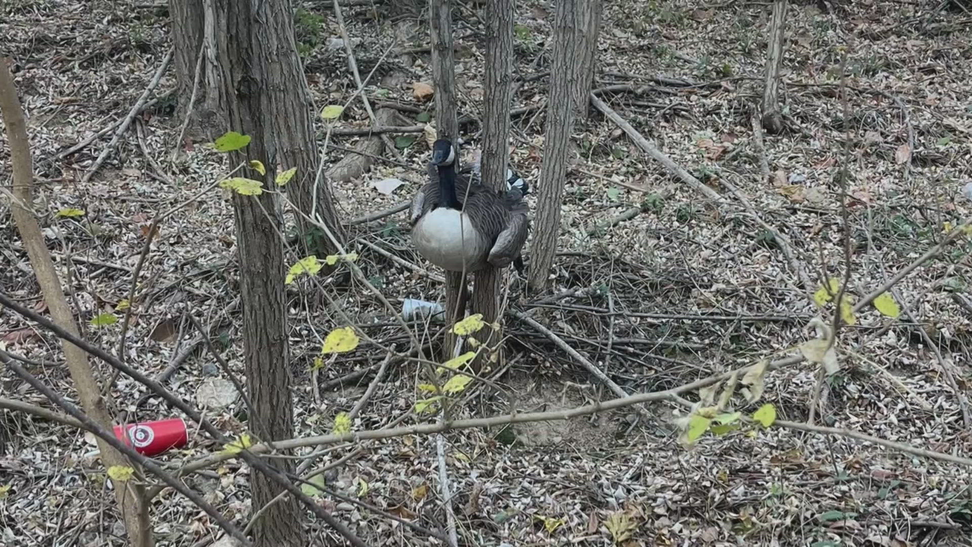 The goose was spotted by a passerby who called animal services.