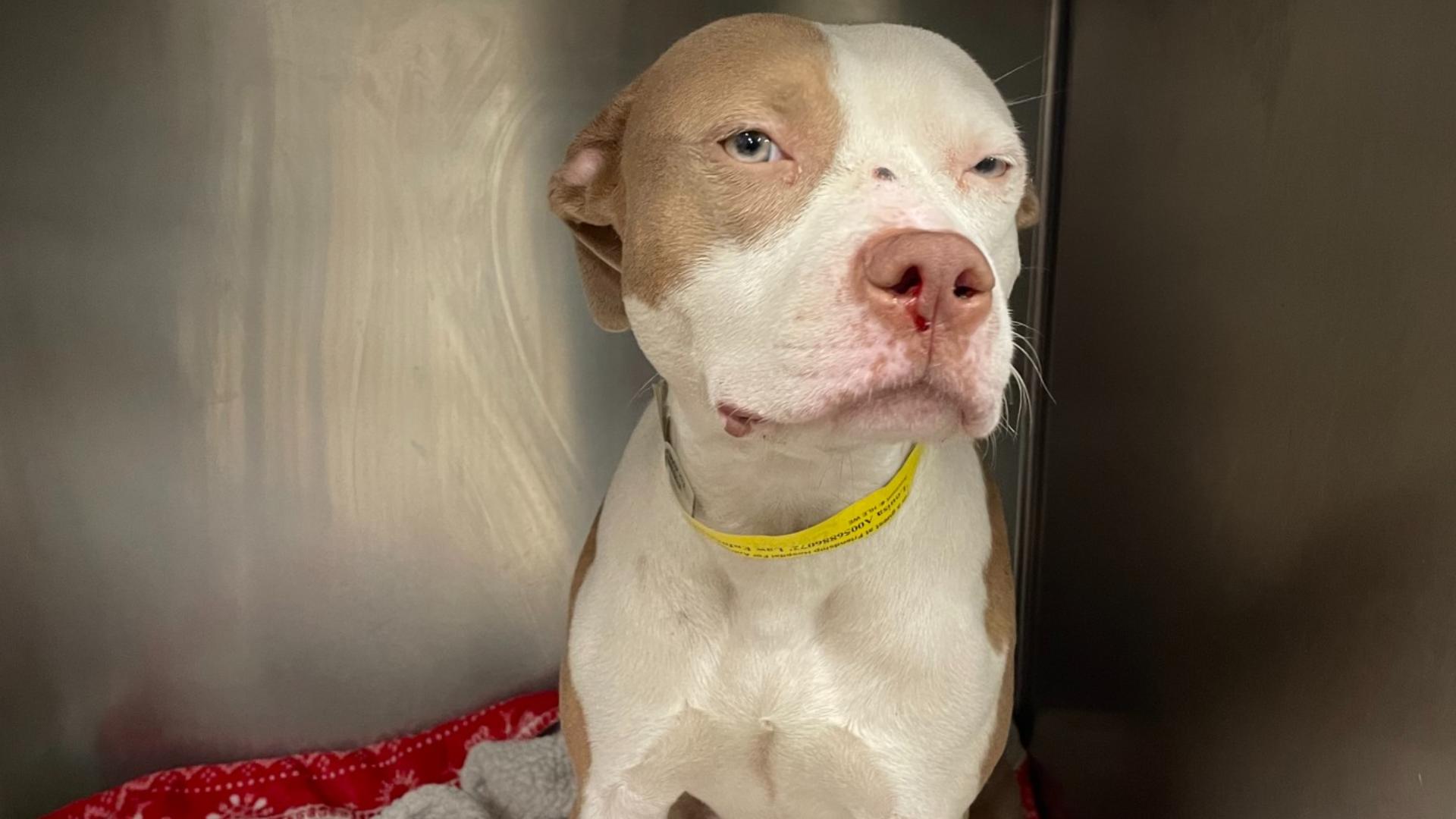 Reward offered: Family dog found shot in the face in DC | wusa9.com