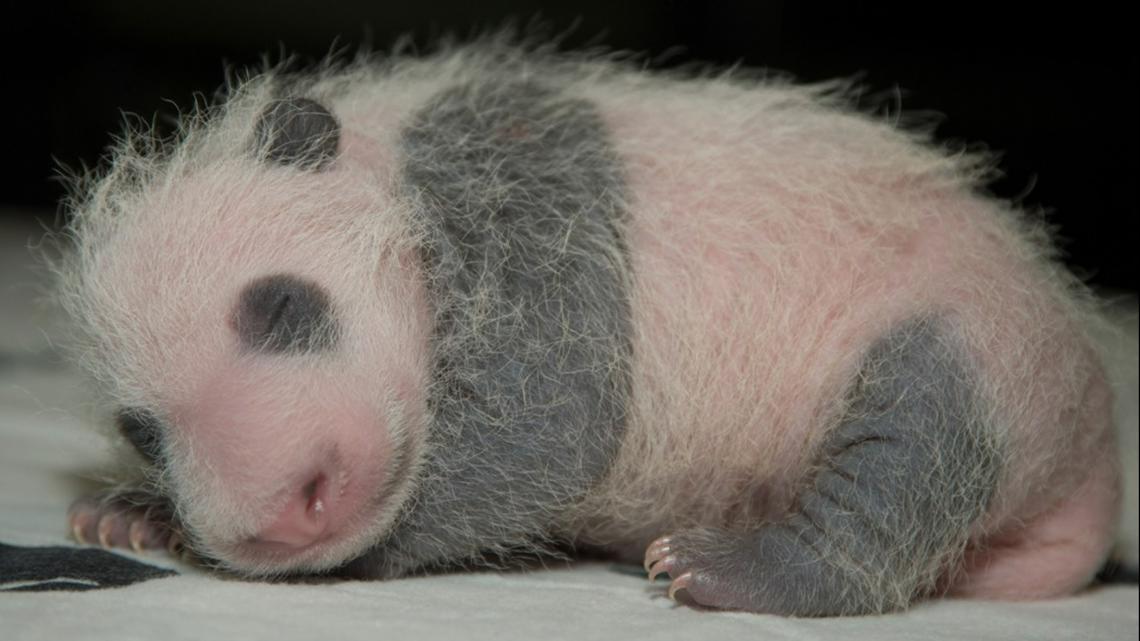 Baby panda's name means “little miracle” in English - The Washington Post