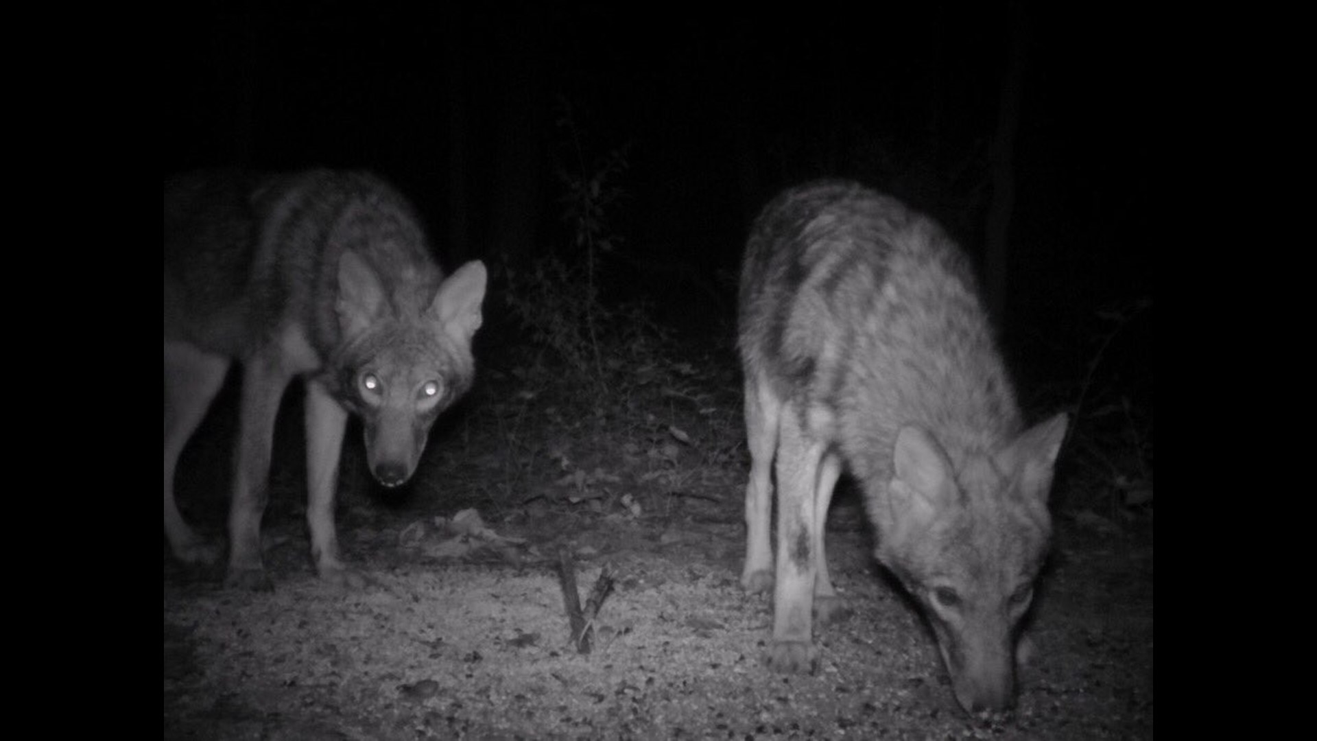 Coyote attacks, kills dog in front of pet's owner in Fairfax Co