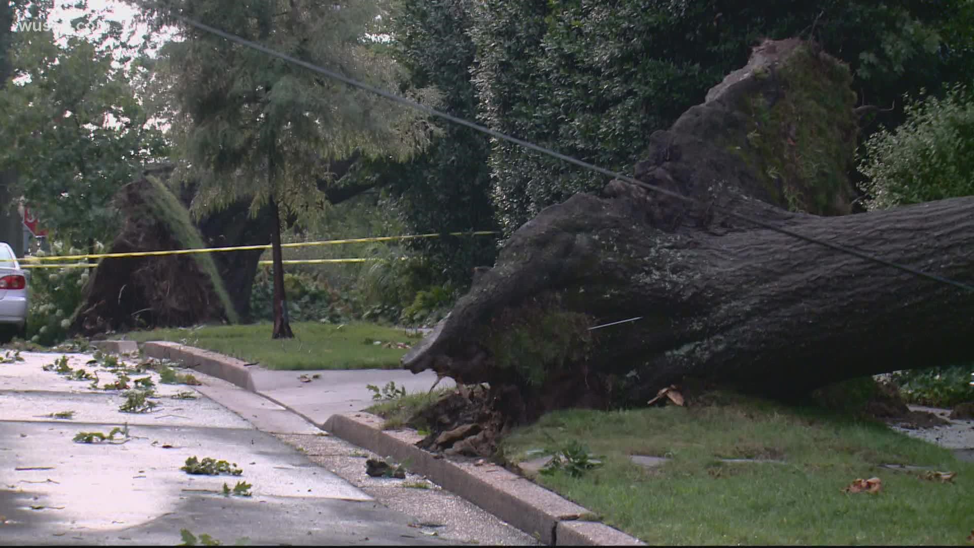 Strong thunderstorms brought down multiple trees near Fordham Rd. NW and Upton St. NW on Thursday.