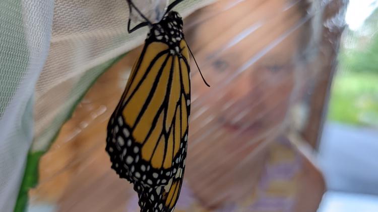 Endangered Monarch butterflies find safe harbor in local gardens