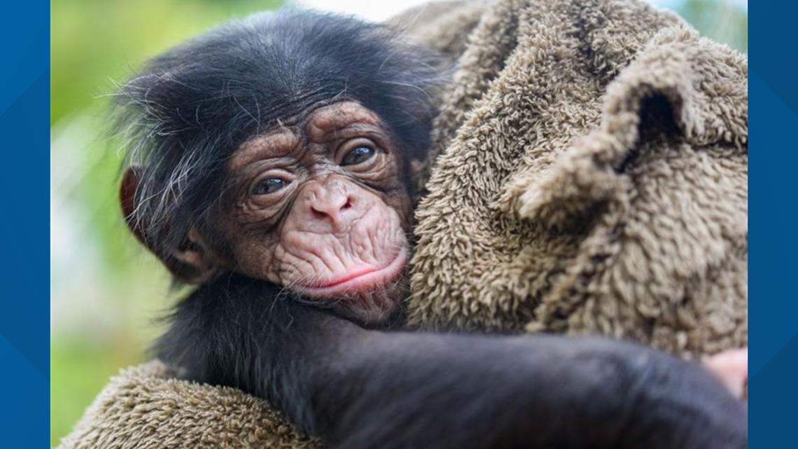 Chimation Baby chimp is born at Maryland Zoo | wusa9.com
