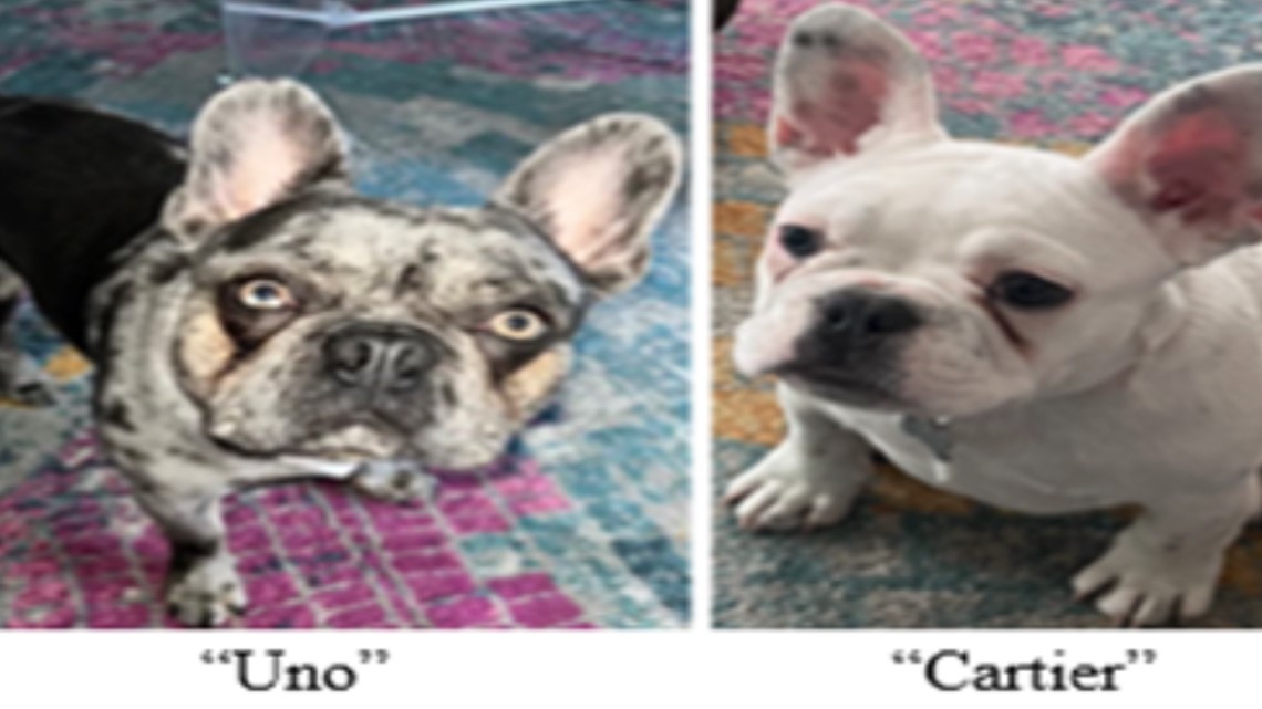 French bulldogs stolen at gunpoint in DC