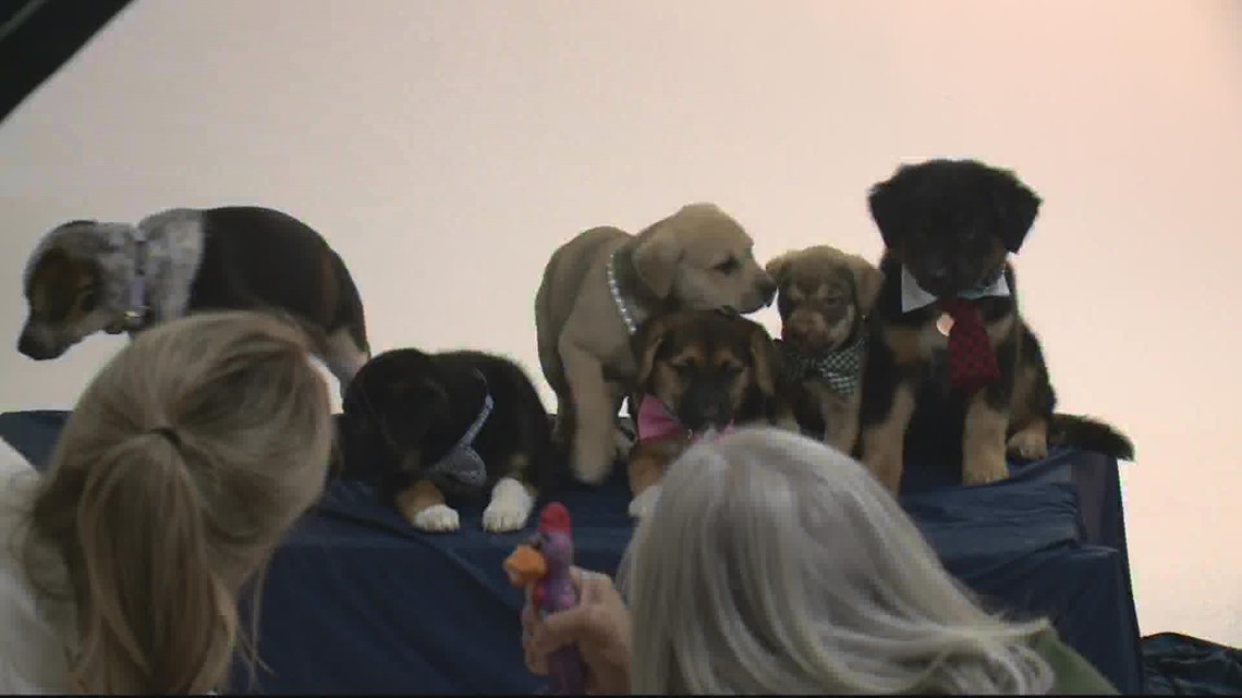 Washington Capitals pose with puppies