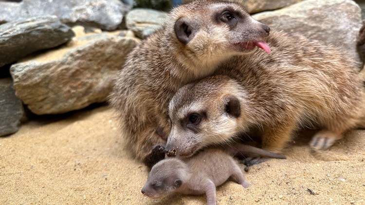 Smithsonian National Zoo welcomes meerkat pups