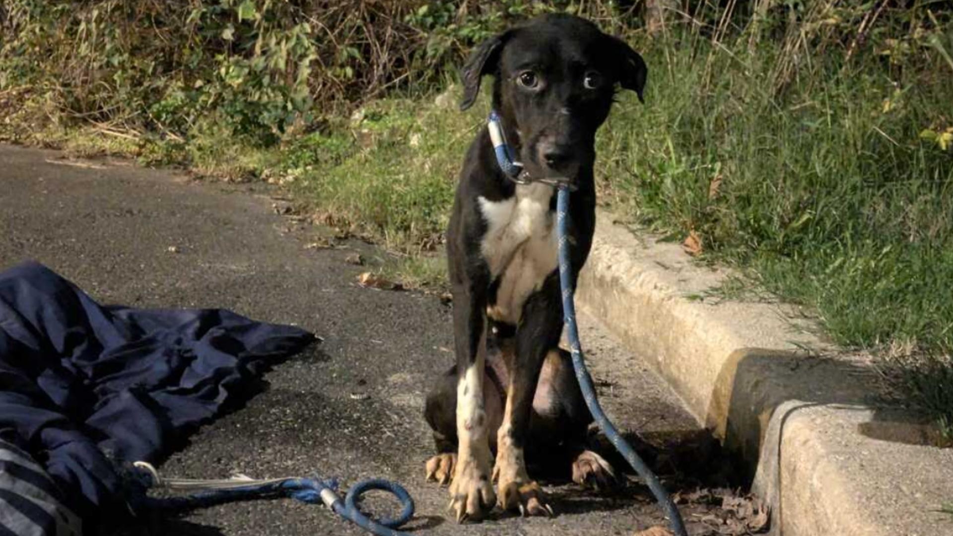 “It’s very disturbing," said Jack Gomez, one of the neighbors who helped the 2-year-old dog after it was dumped and nearly ran over.