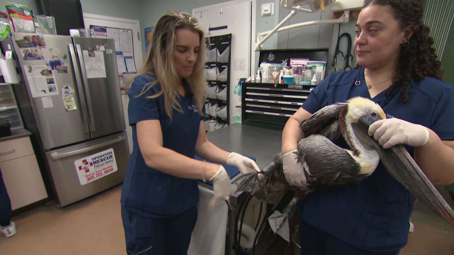 Lately, it's gotten busier. Staff says humans are causing big problems for native animals.