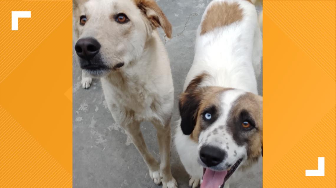 Hundreds of rescue animals from Afghanistan coming to the DMV - Vimarsana News