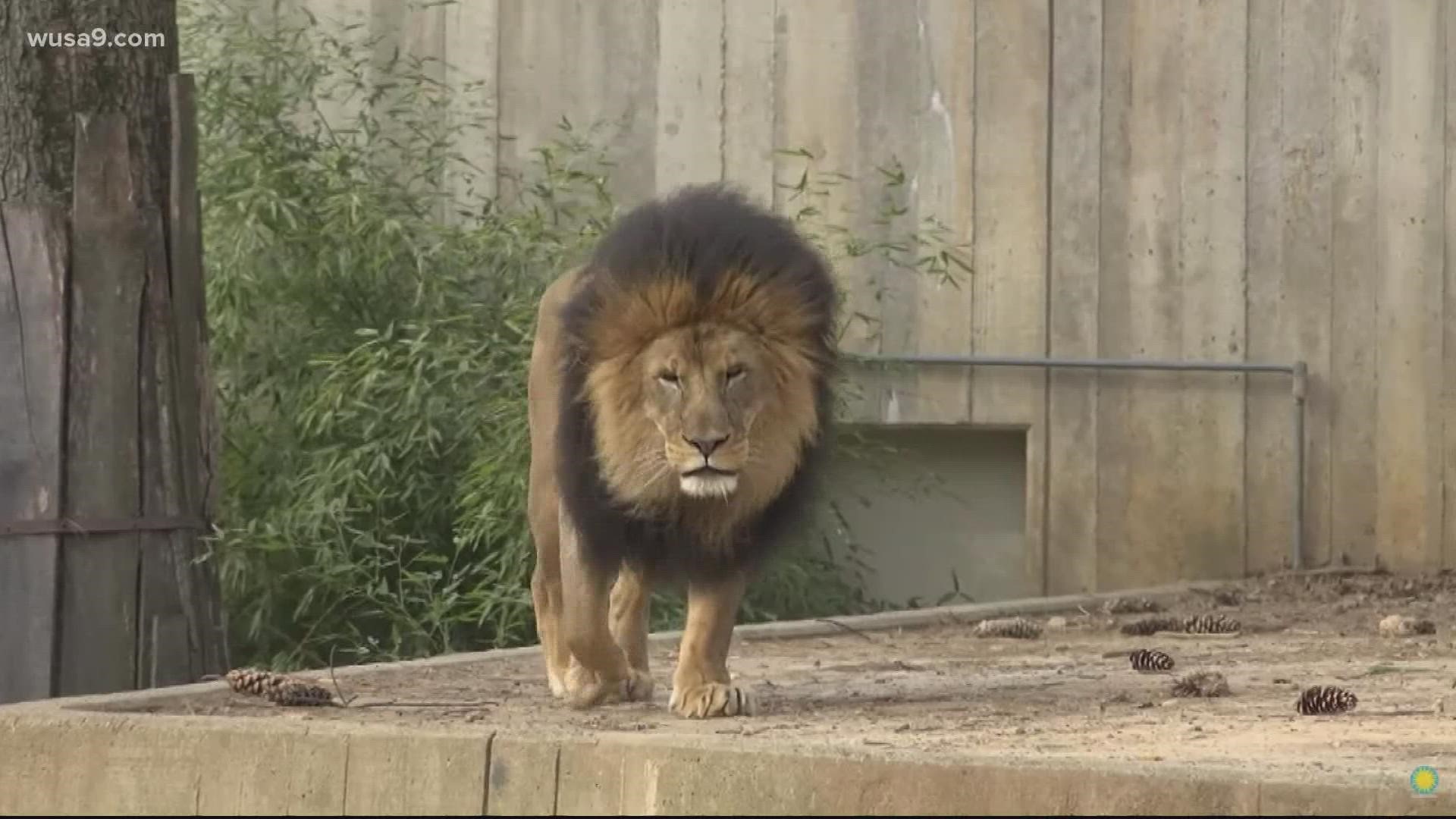 Six African lions, a Sumatran tiger and two Amur tigers have tested presumptive positive for the virus that causes COVID-19, zoo officials say.