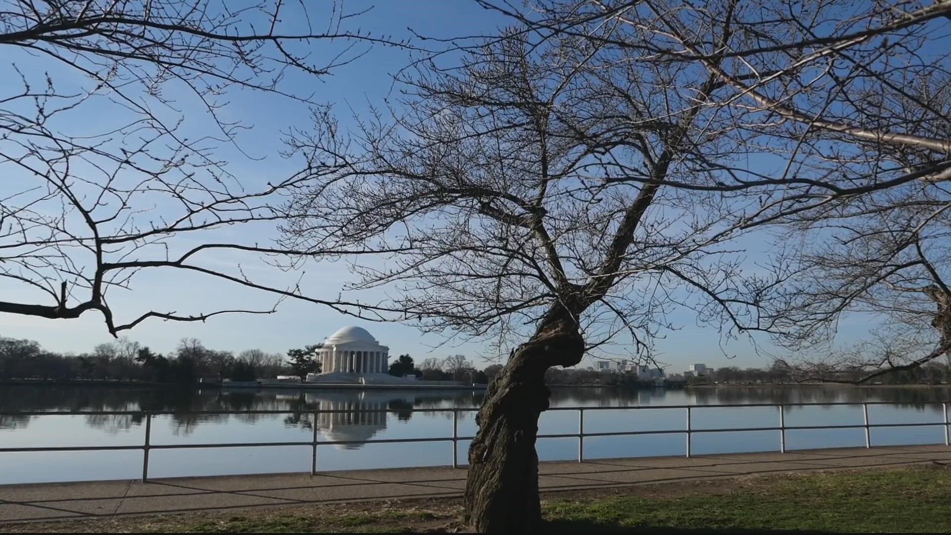 One week from today, we’ll learn from the National Park Service when they expect the beloved cherry blossoms around the tidal basin to hit peak bloom.