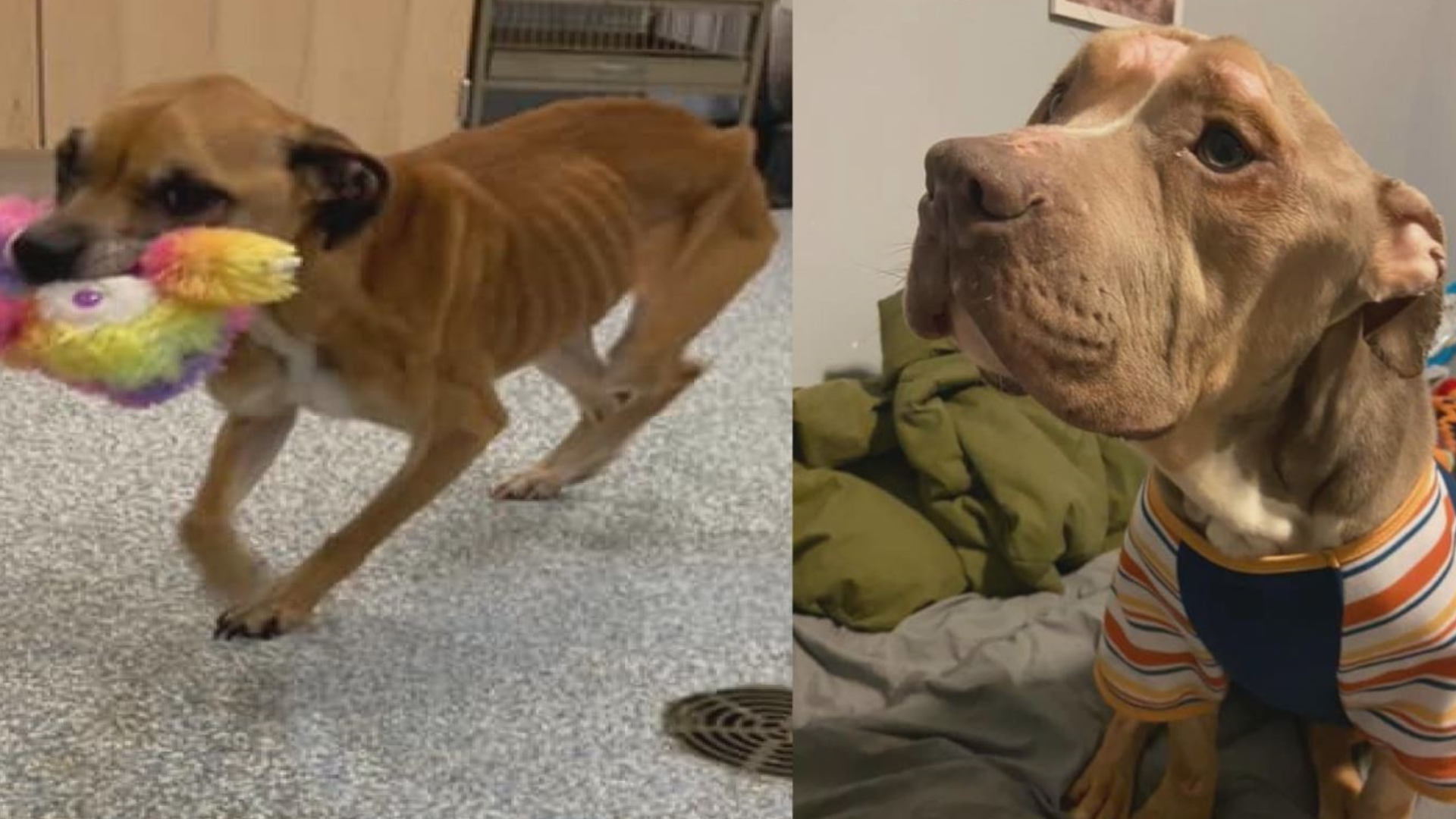 Two dogs seized in animal cruelty case recovering well | wusa9.com