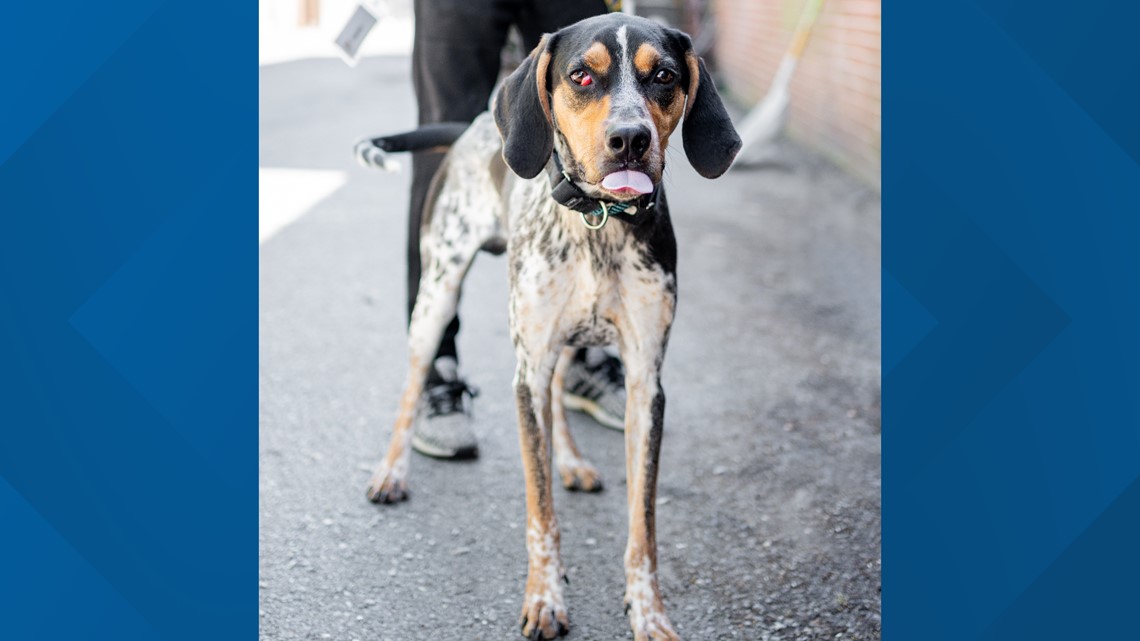 Dc Humane Reduced dog adoption fees at DC animal rescue | wusa9.com