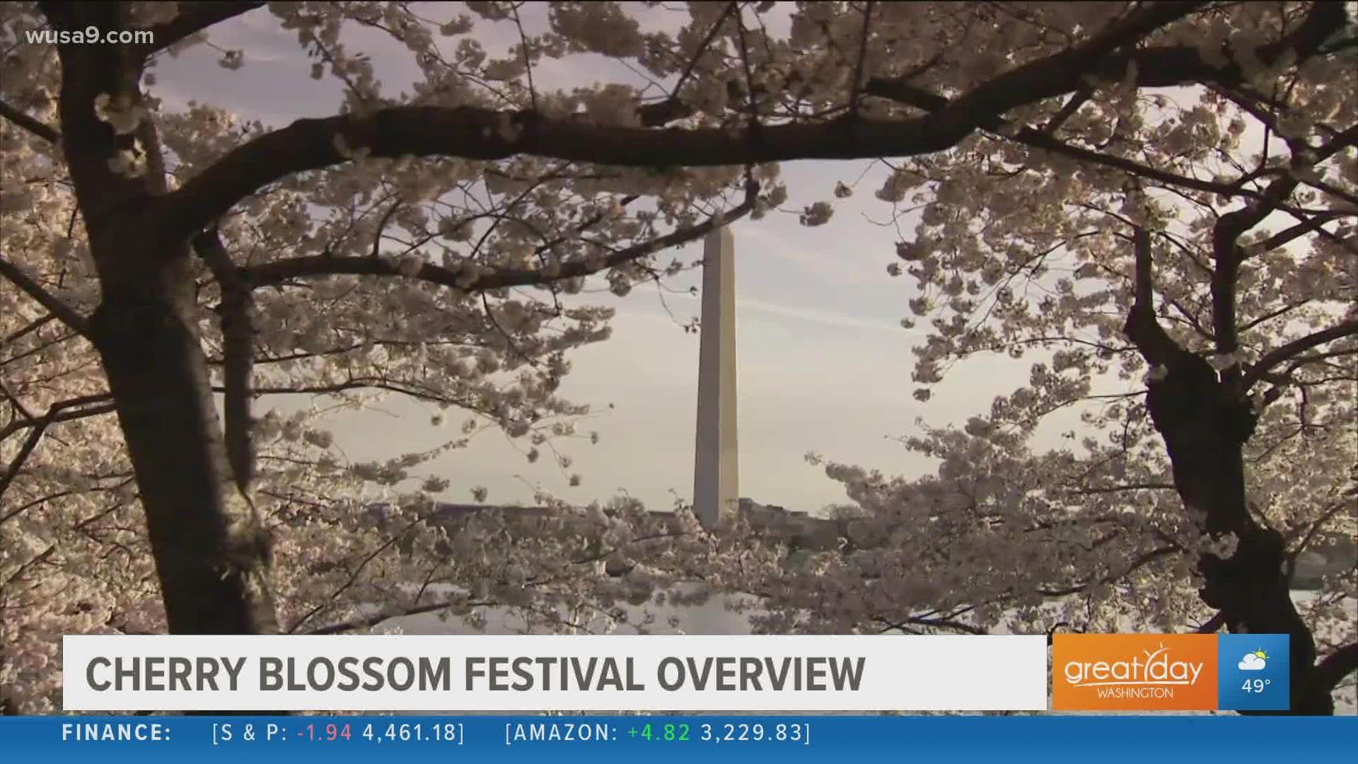 Activities & Events for Families During Cherry Blossom Season