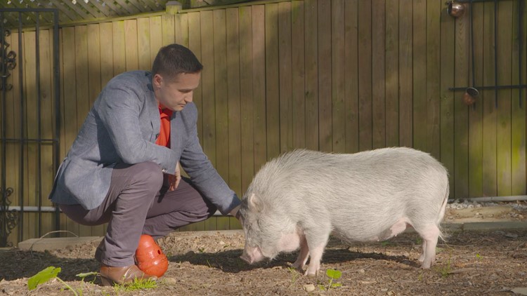 Dr. Will McCauley and his pet potbelly pig