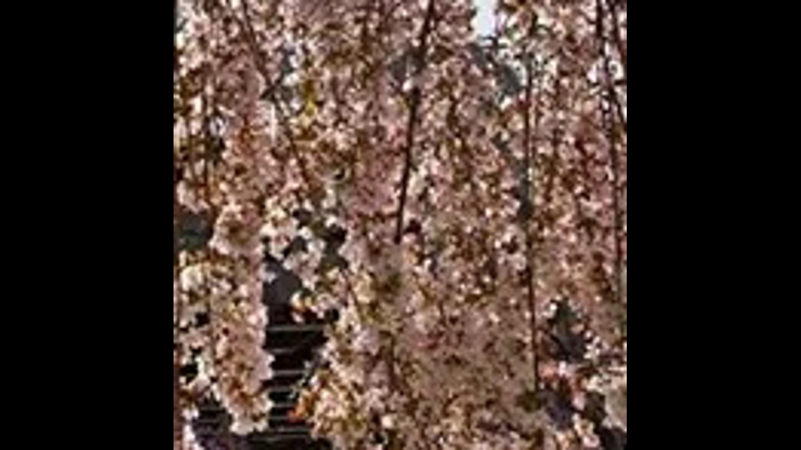 DC cherry blossom watch: Identifying types of trees | wusa9.com