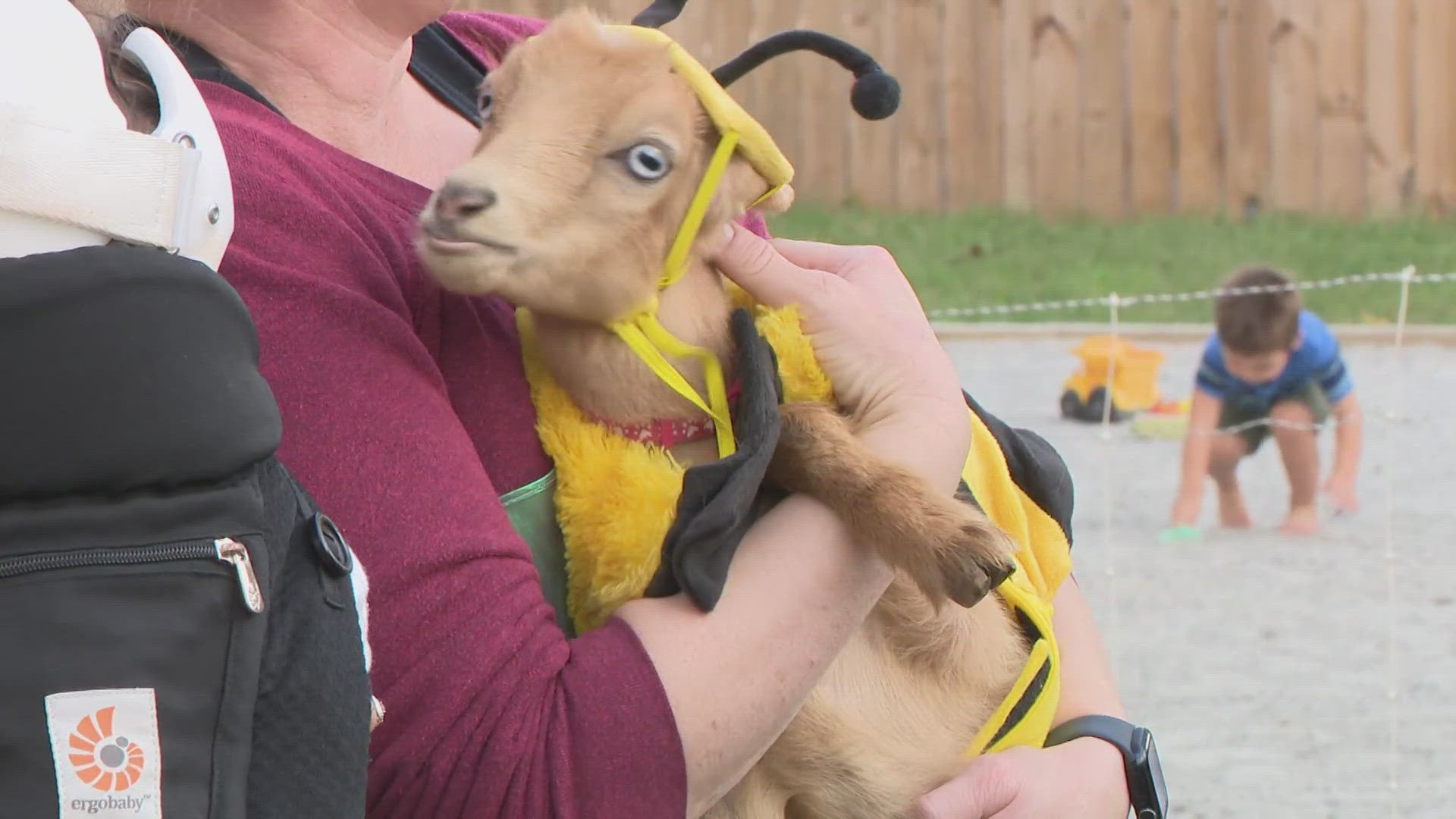 These goats came from a farm in Blacksburg