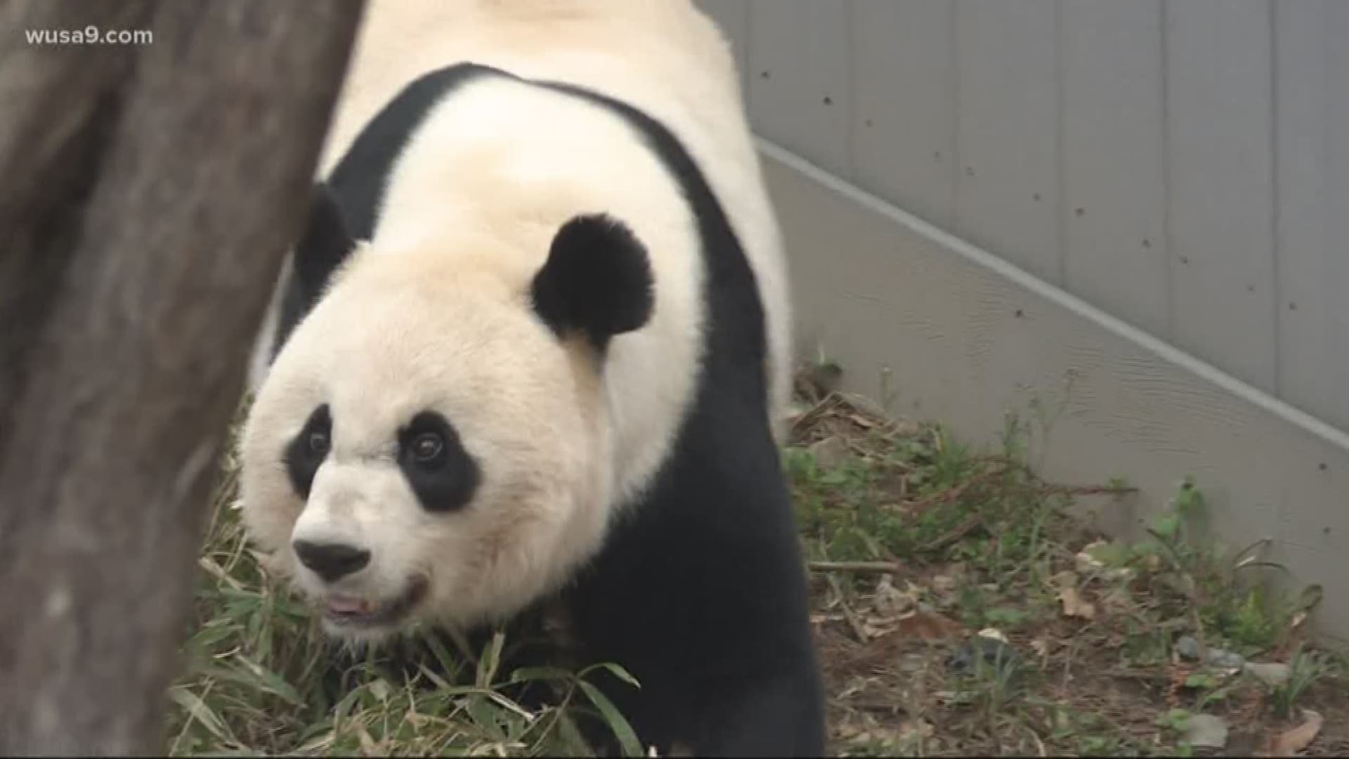 Scientists and panda keepers won't know if Mei Xiang is pregnant for several months