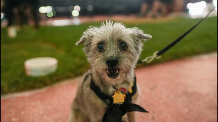 Puppies invade Nationals Park, 10/01/2016