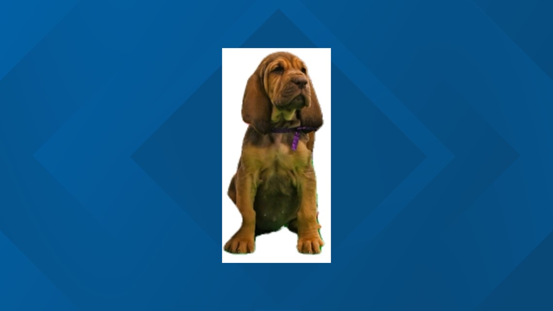 Bloodhound sales puppy rescue