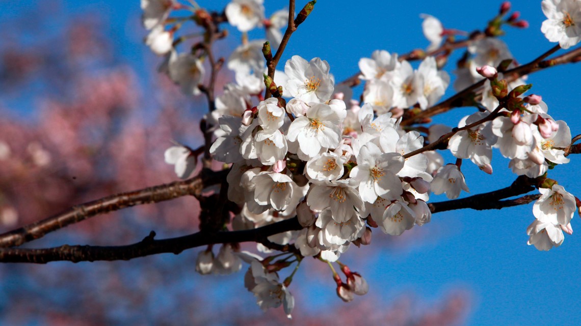 PEACH BLOSSOM DAY - March 3, 2024 - National Today