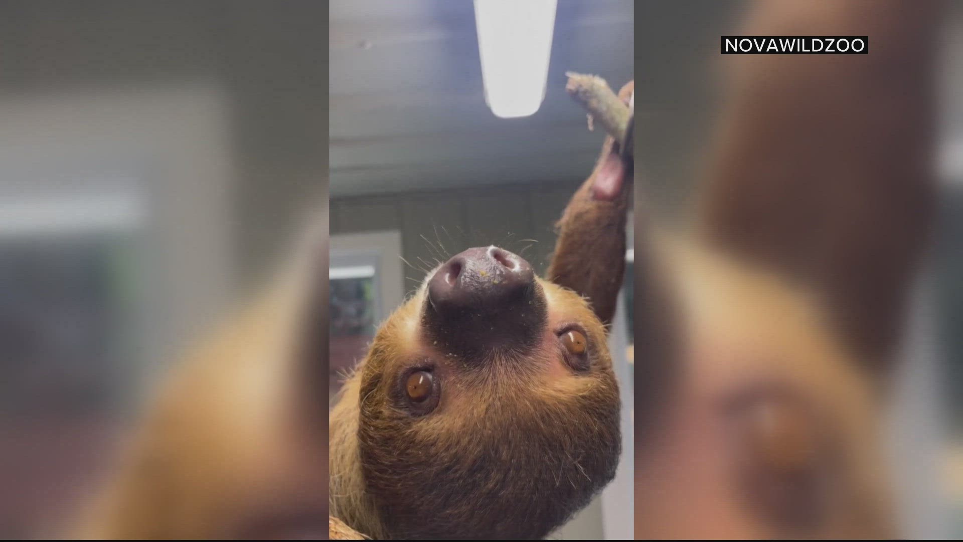 The zoo is offering special sloth encounters, for a price.