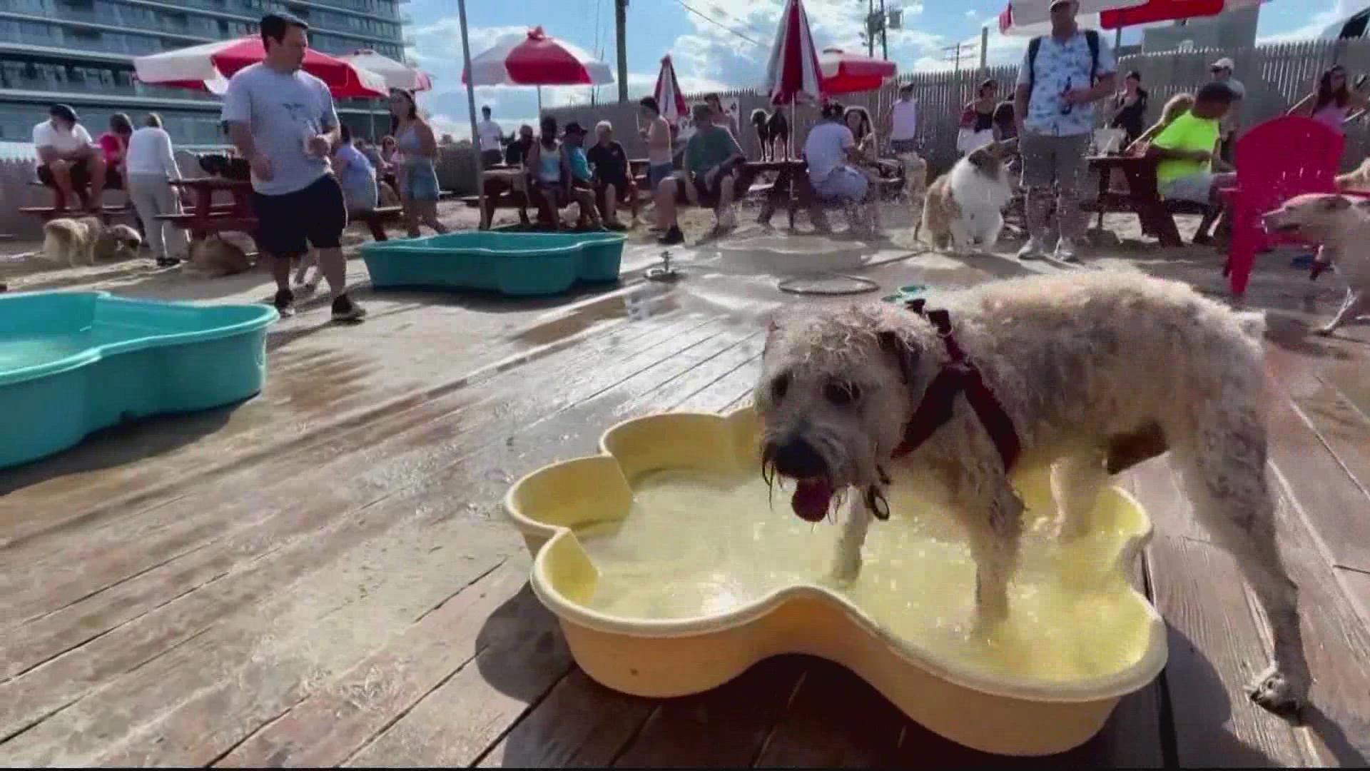 KNOW THE LAWS Dog leash laws in DC, MD and VA