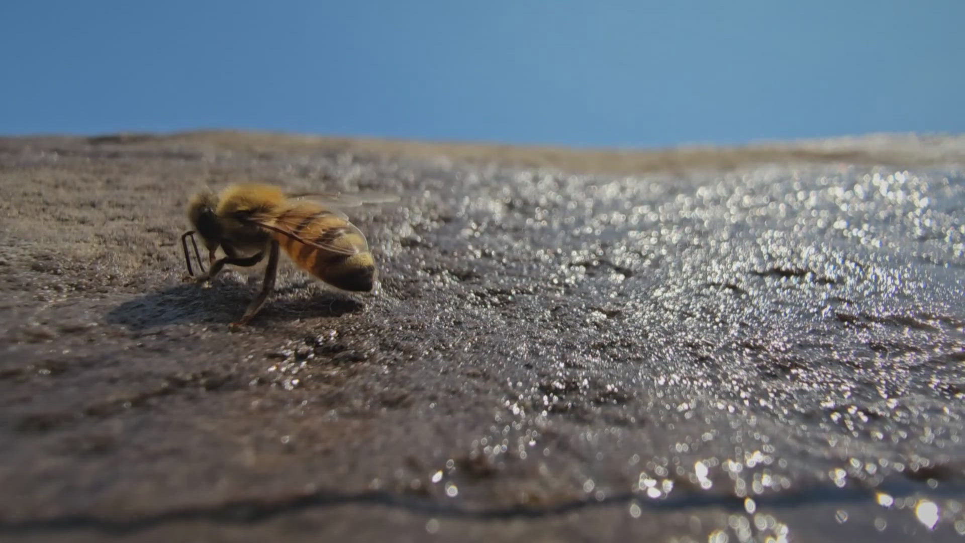 Honeybees are attracted to chlorinated water and they prefer to drink from shallow sources and wet rocks, making the splash pad seem ideal for them.