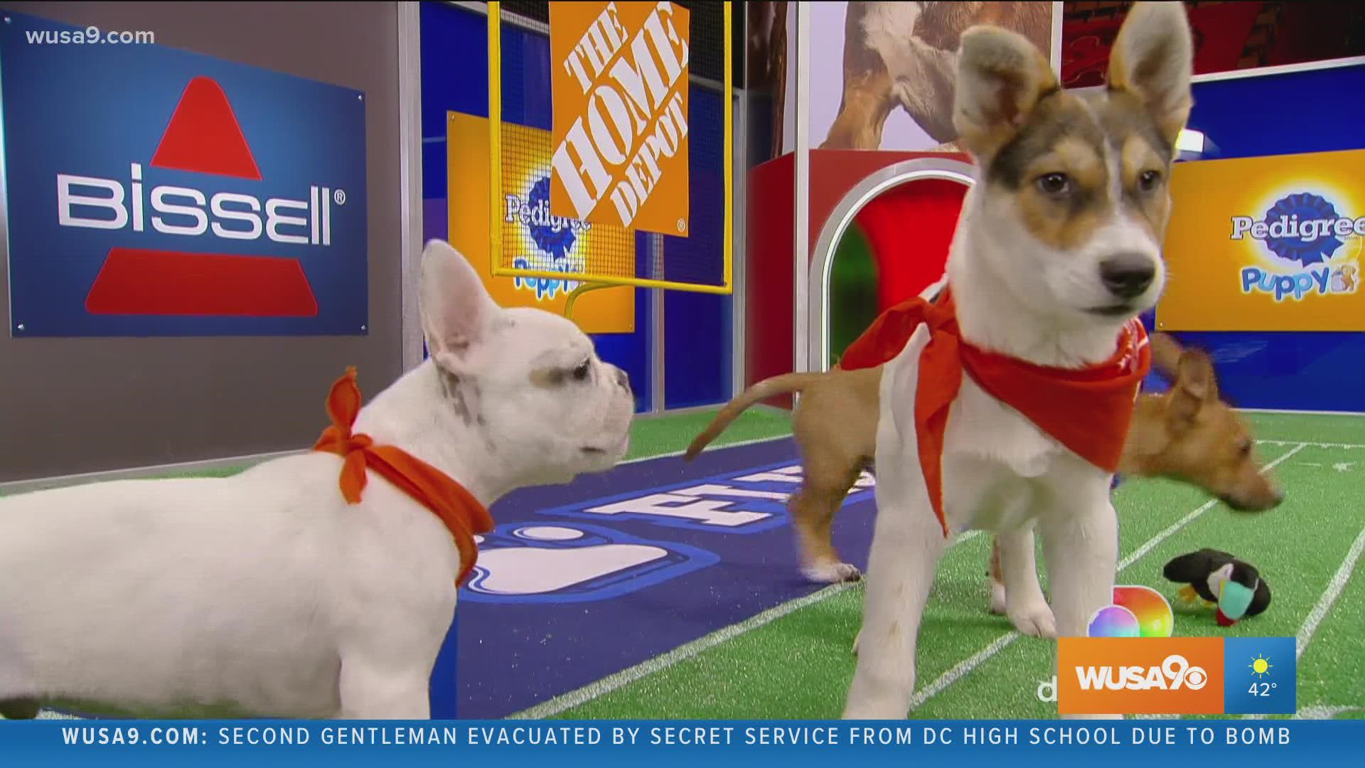 Overload on cuteness, The Puppy Bowl is back!